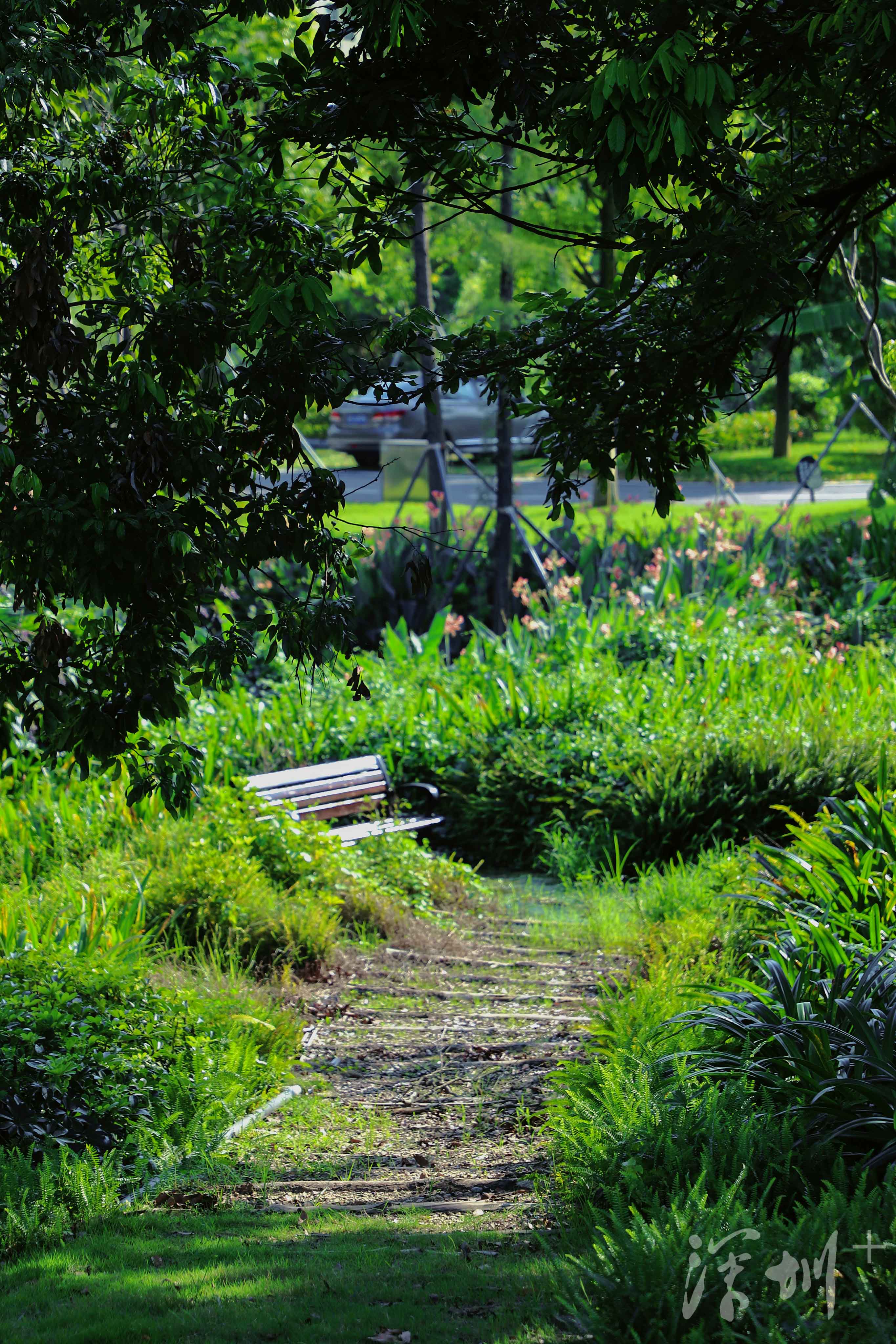 深圳image | 打卡石围公园,可以搭帐篷的湿地公园_深圳plus