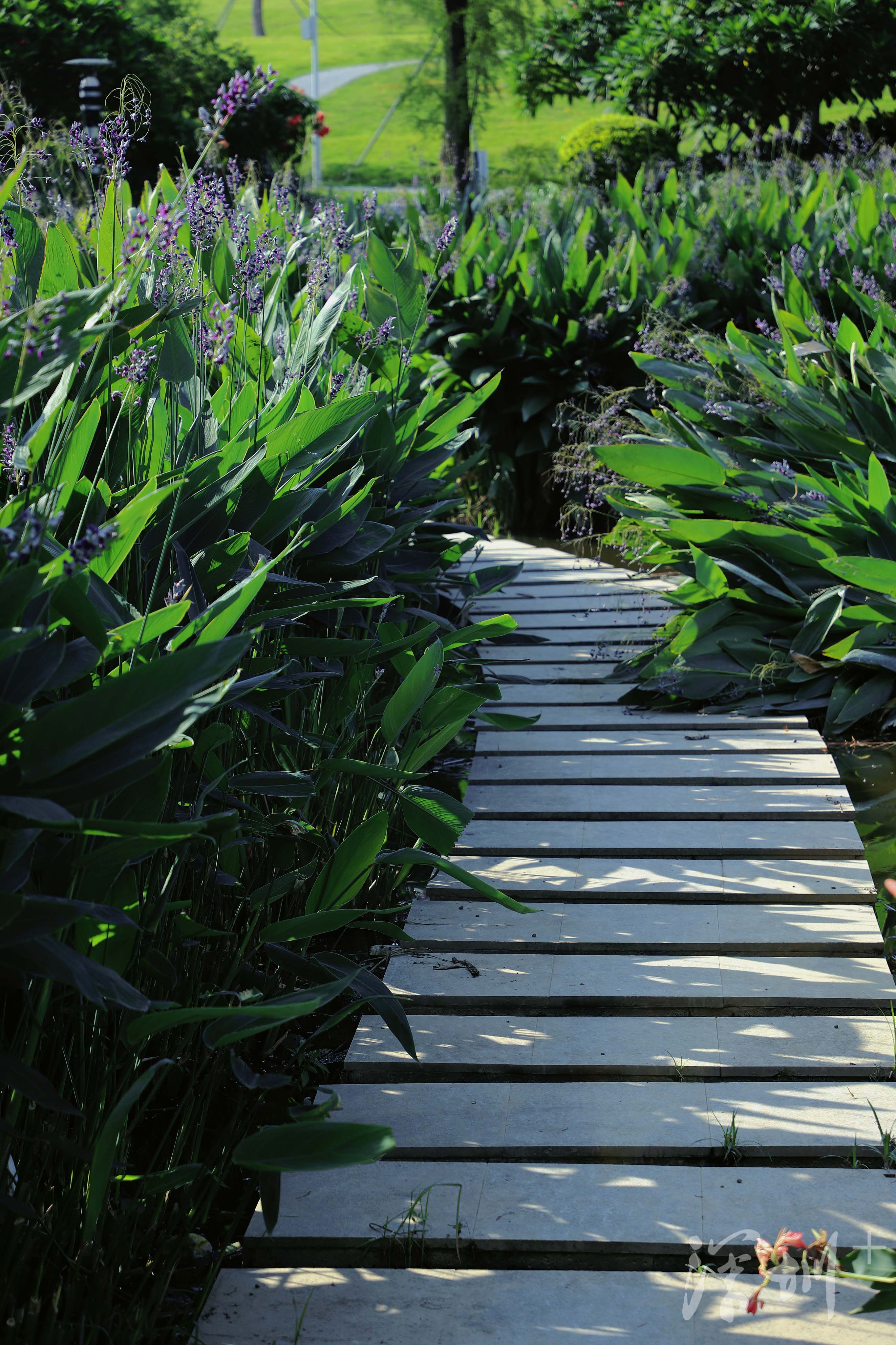 深圳image | 打卡石围公园,可以搭帐篷的湿地公园_深圳plus