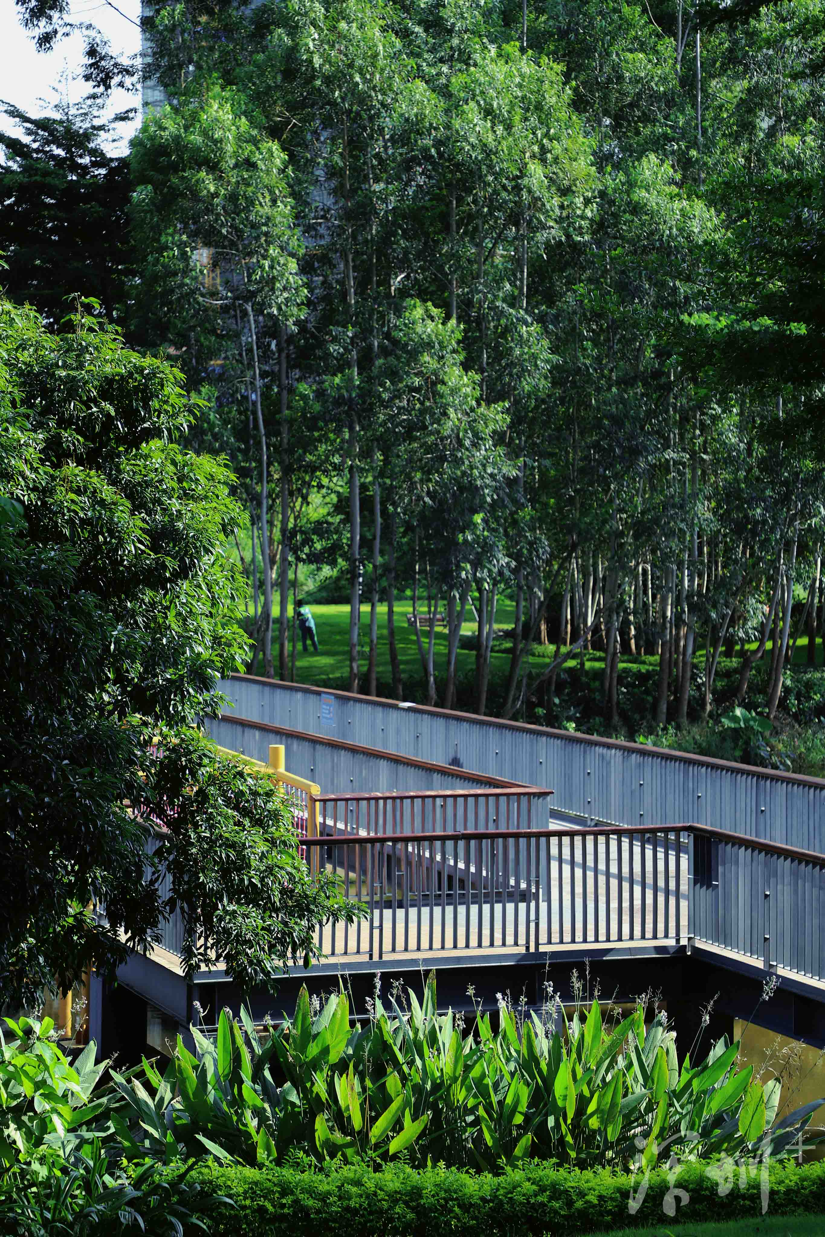 深圳image | 打卡石围公园,可以搭帐篷的湿地公园_深圳plus