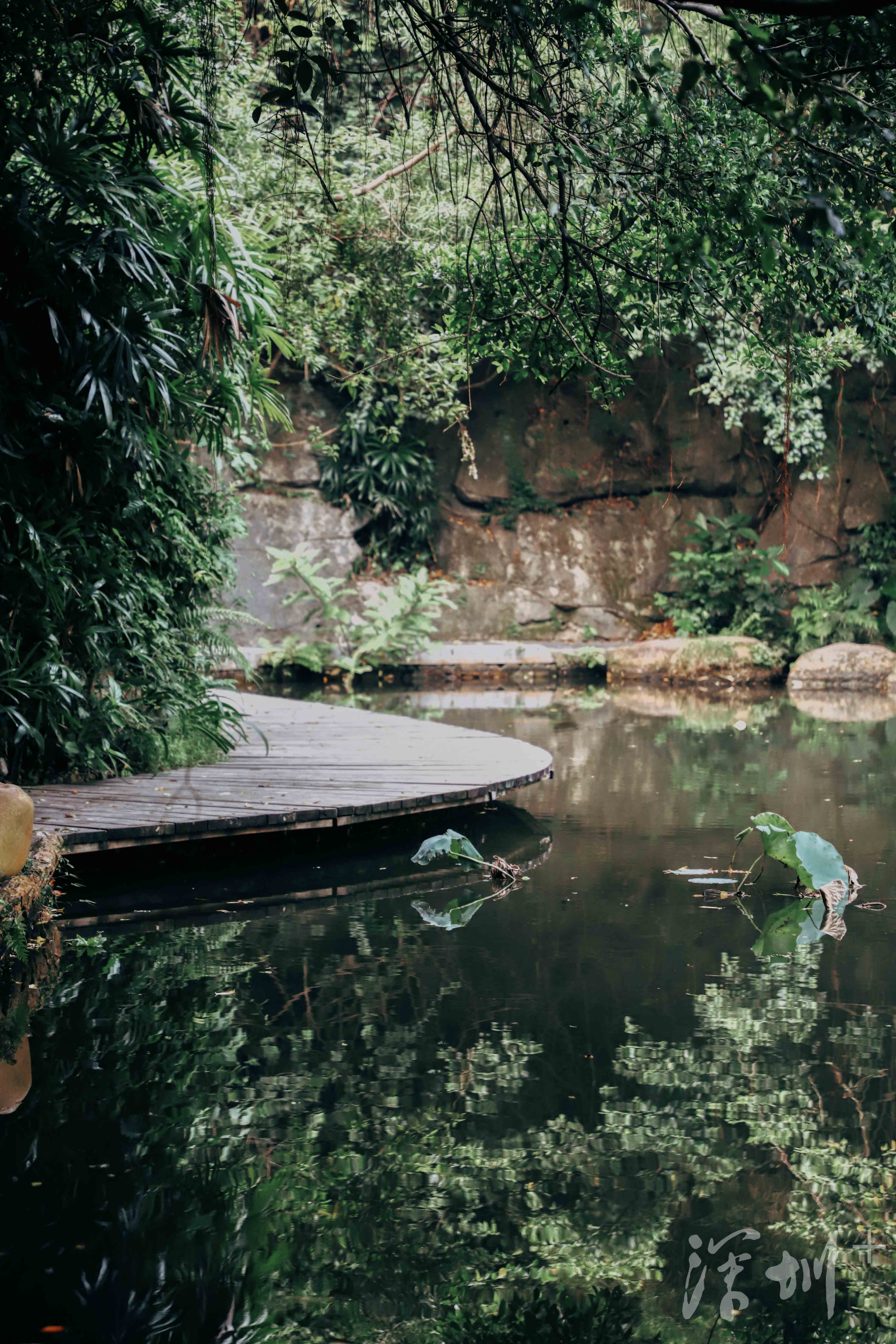 深圳image | 繁华都市中的静谧森林,打卡燕晗山郊野公园_深圳plus