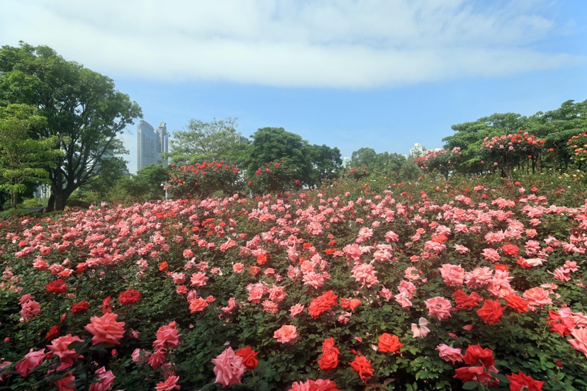 香蜜公园的月季花海又来了,尽显夏日浪漫_深圳plus