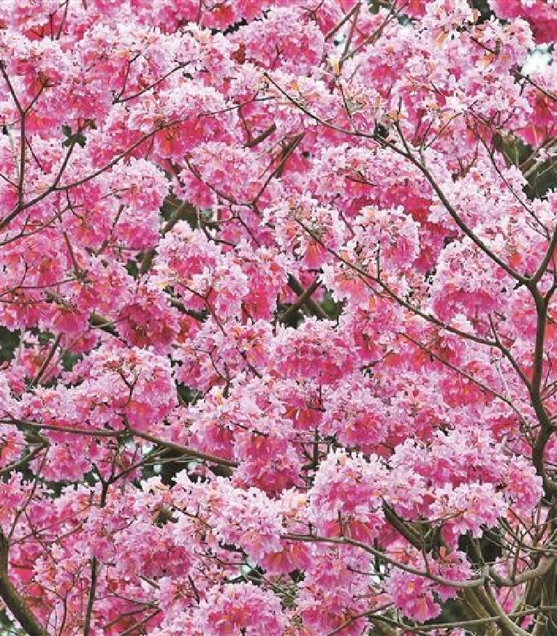 簕杜鹃、宫粉紫荆、风铃木进入盛花期 深圳街头繁花似锦