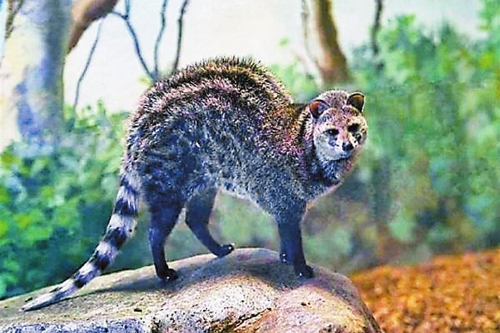 又有“国家一级保护动物”来做客 小灵猫首次现身红树林