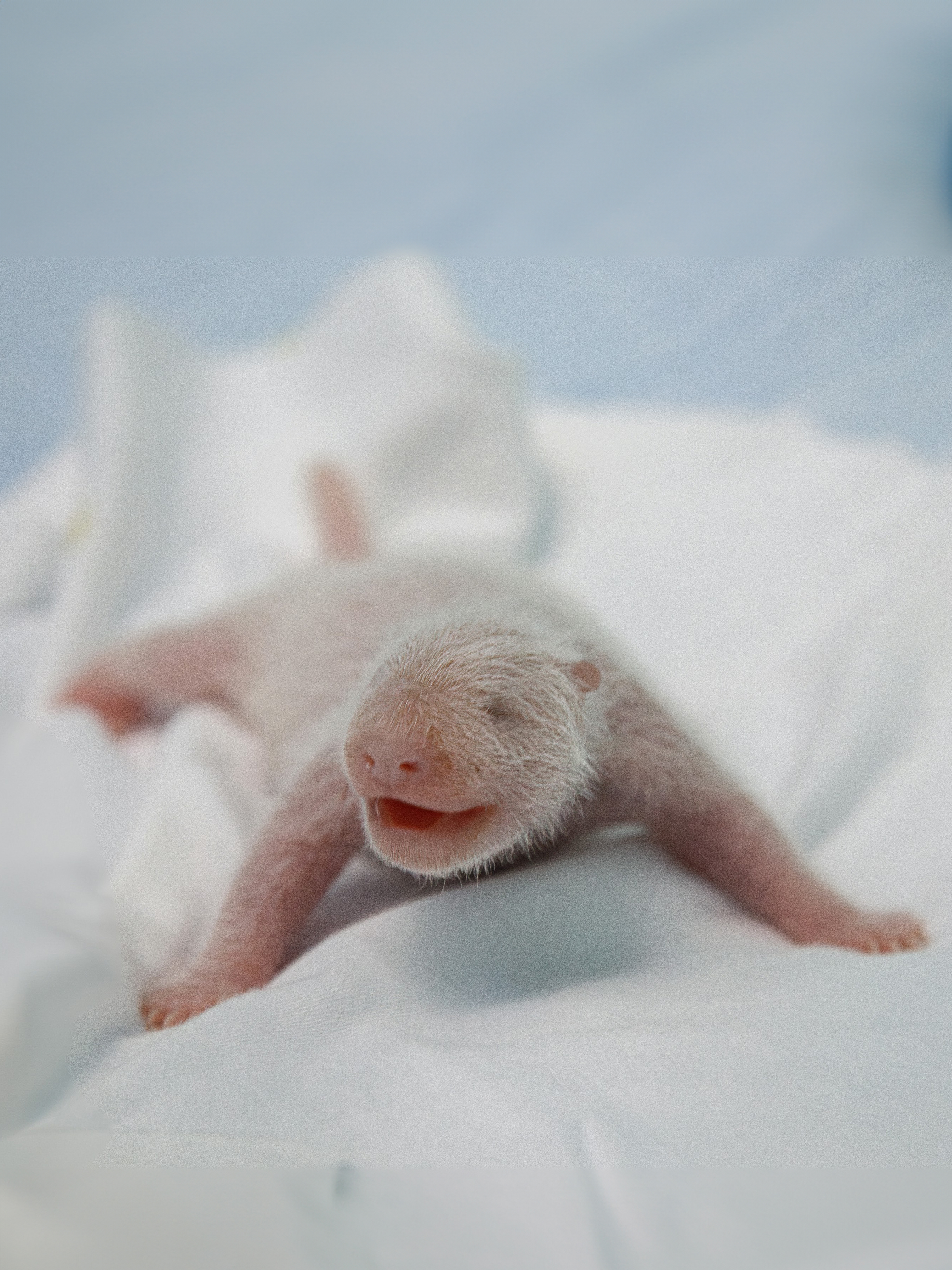 全球唯一大熊猫三胞胎老大"萌萌"顺利产仔