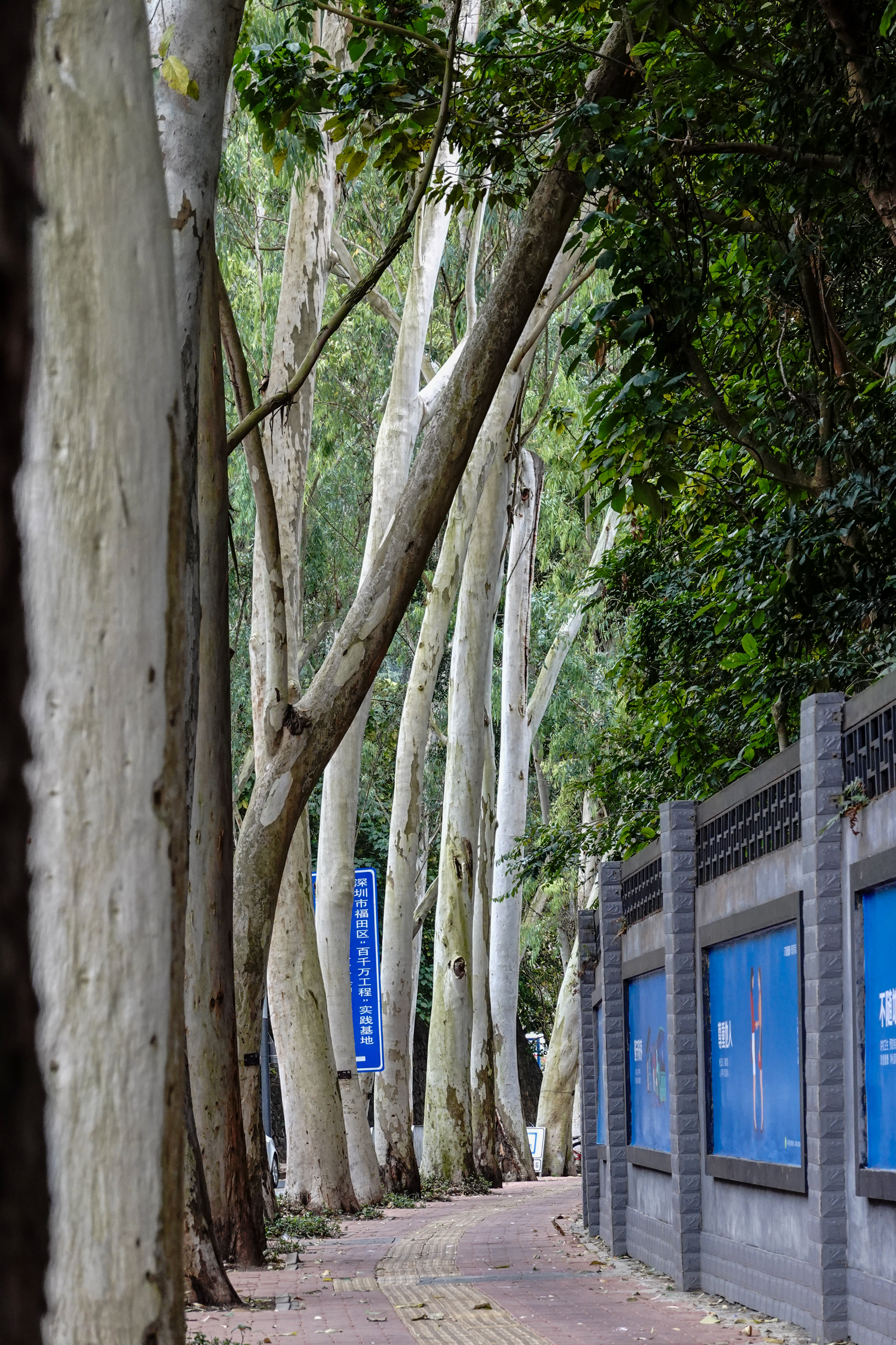 深圳,一座与树共生的城市.在这里,每一棵树都有自己的故