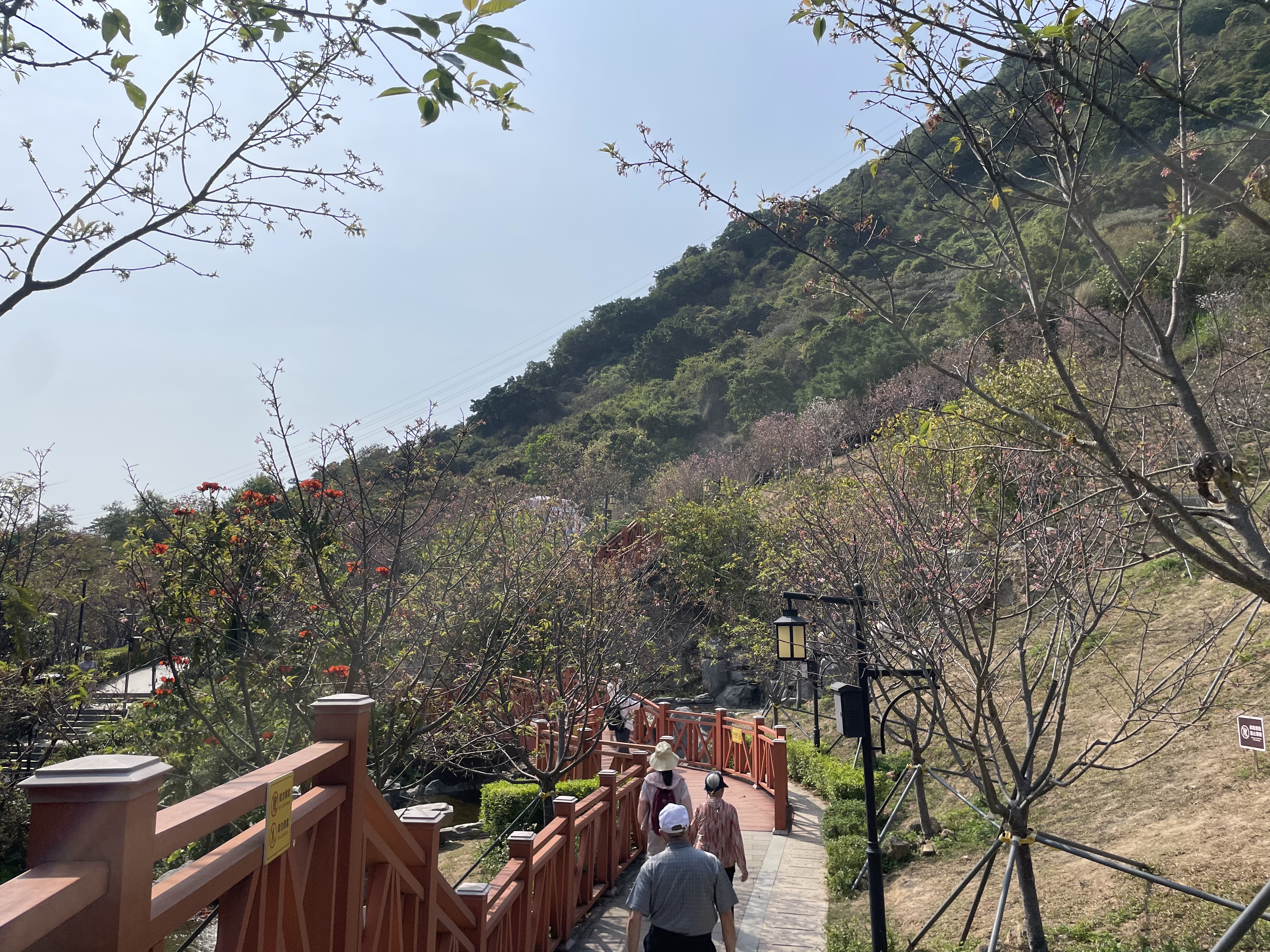 樱花即将凋谢,南山区这个樱花主题公园注意别跑空啦