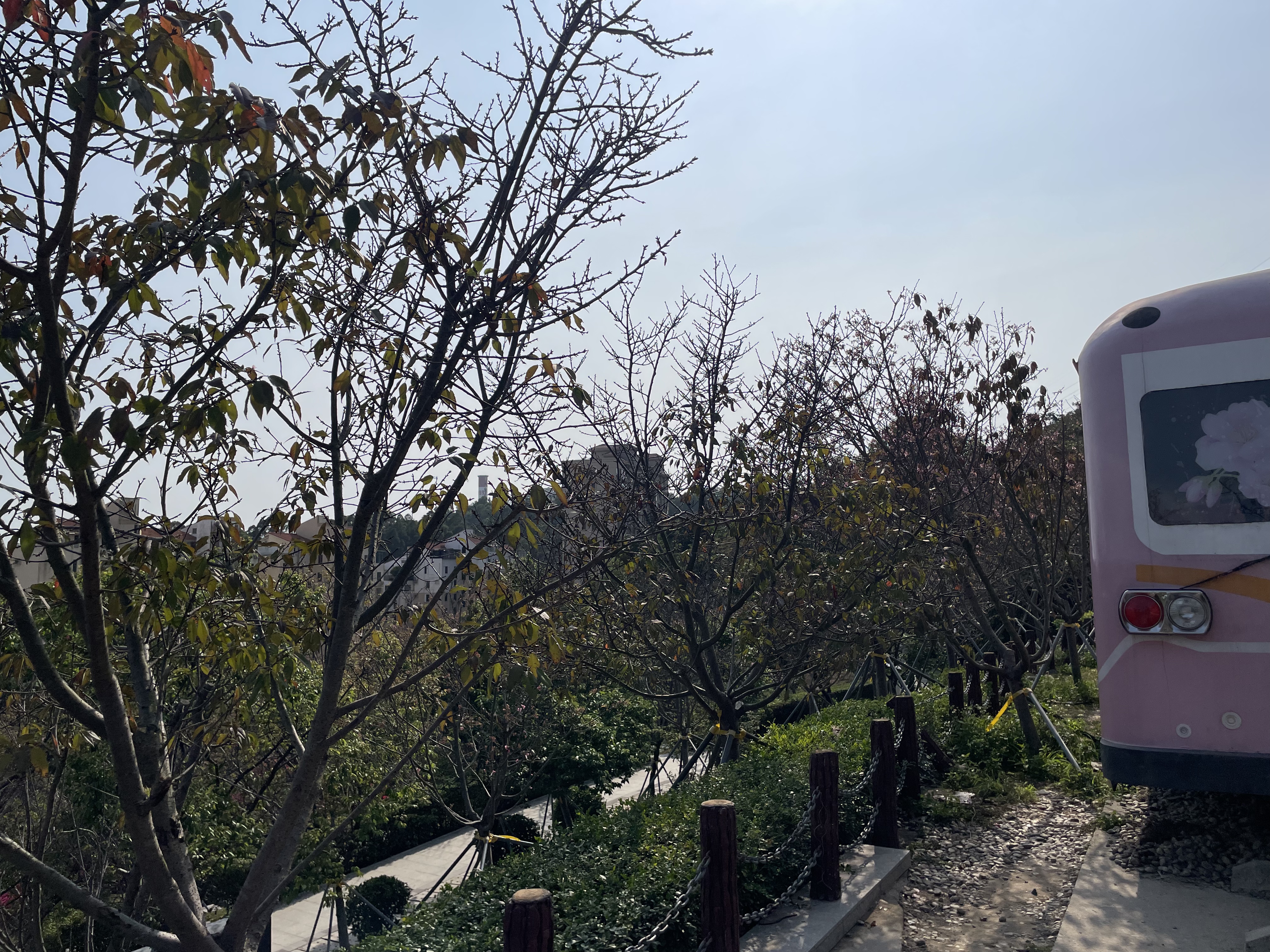 樱花即将凋谢,南山区这个樱花主题公园注意别跑空啦