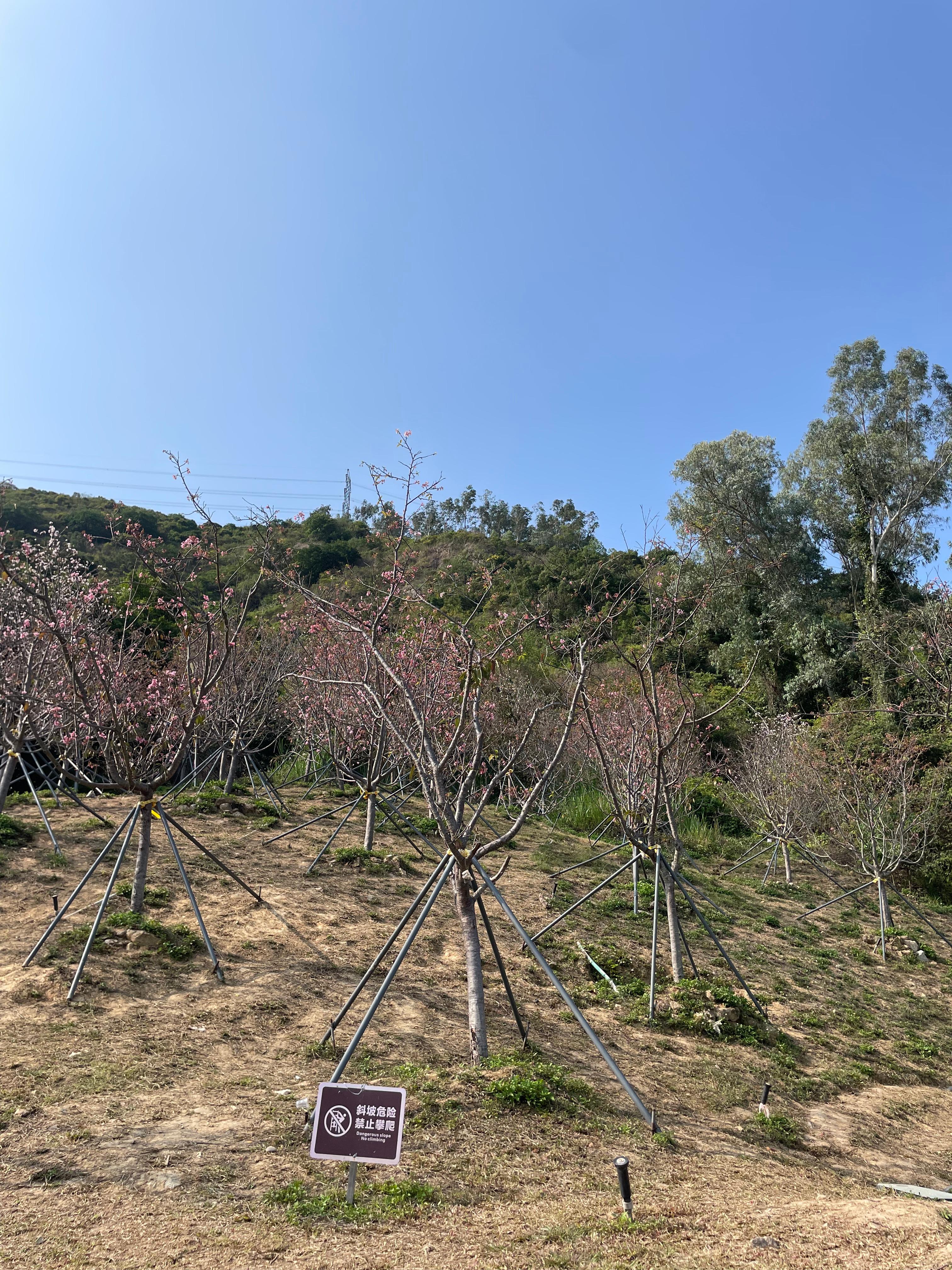 樱花即将凋谢,南山区这个樱花主题公园注意别跑空啦