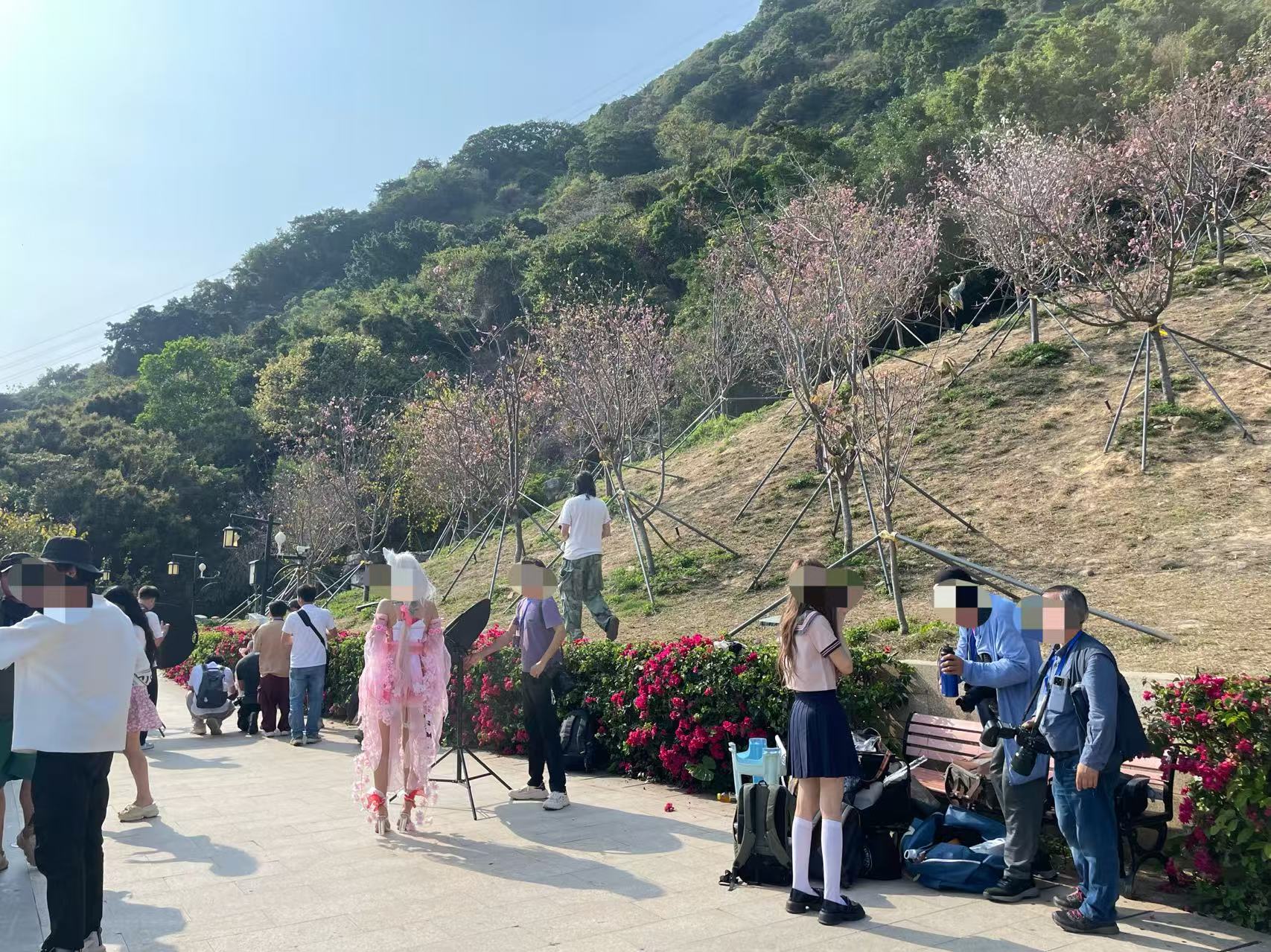 樱花即将凋谢,南山区这个樱花主题公园注意别跑空啦