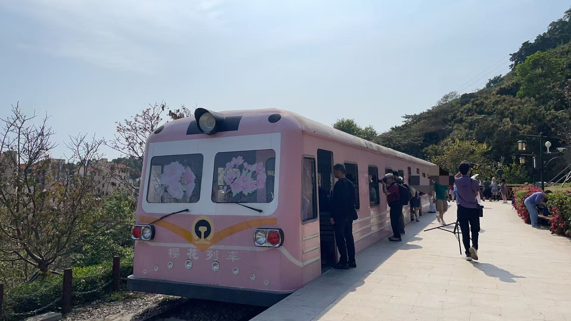 樱花即将凋谢,南山区这个樱花主题公园注意别跑空啦