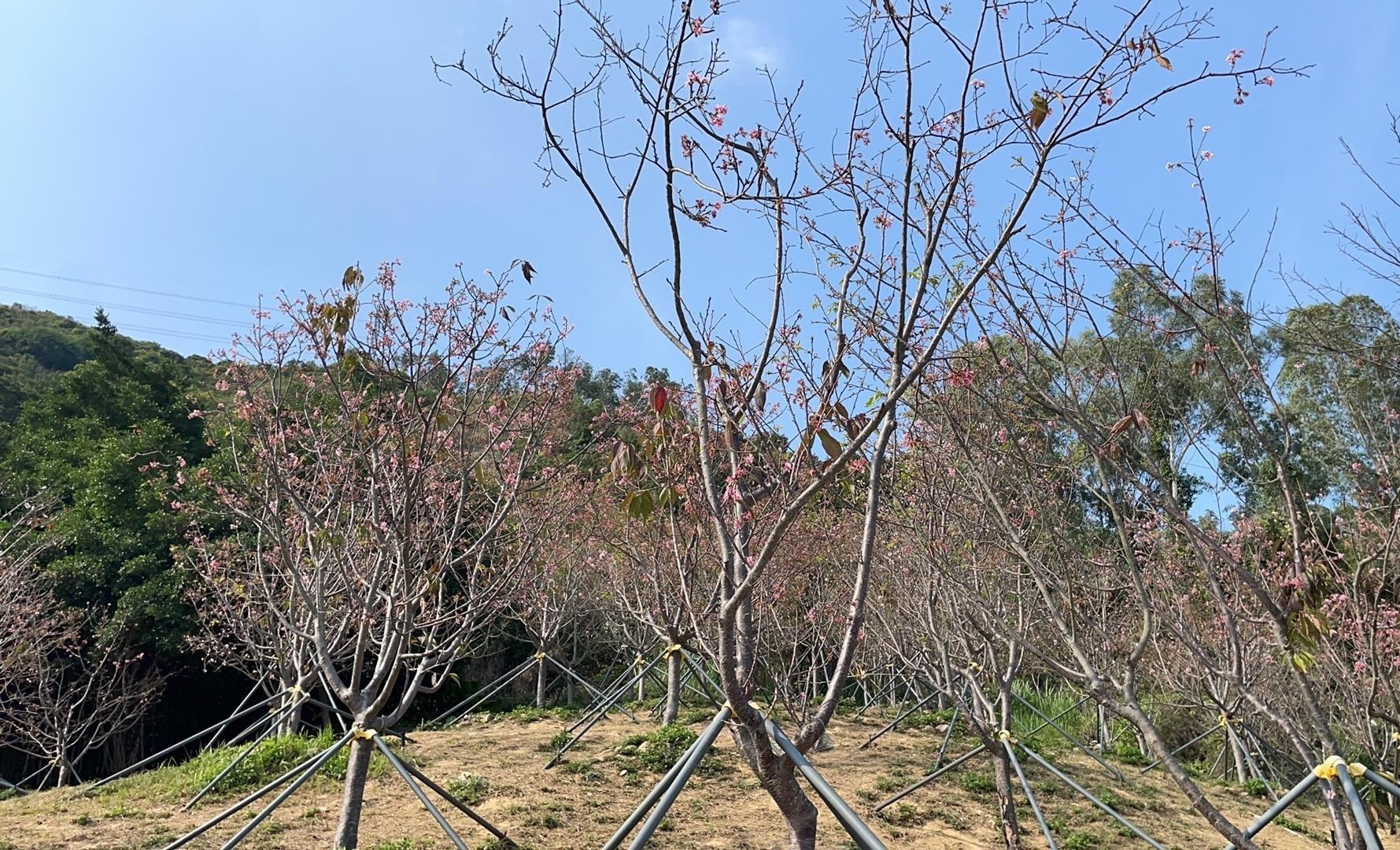 樱花即将凋谢,南山区这个樱花主题公园注意别跑空啦
