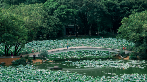 深圳IMAGE｜深圳人的夏日美学，写在碧叶粉荷间