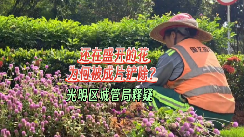 晶视频｜还在盛开的花 为何被成片铲除？ 光明区城管局释疑